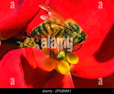 Bunte Honigbiene, Die Nectar Pollen Red Flower Yellow Stamen Oahu Hawaii Sammelt. Westliche Honigbiene oder APIs Mellifera Stockfoto