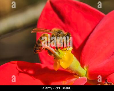 Bunte Honigbiene, Die Nectar Pollen Red Flower Yellow Stamen Oahu Hawaii Sammelt. Westliche Honigbiene oder APIs Mellifera Stockfoto