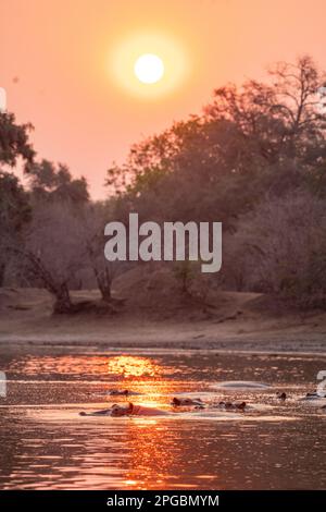 Ein Hippopotamus, Hippopotamus Amphibius gähnt in der untergehenden Sonne im Mana Pools Nationalpark in Simbabwe Stockfoto