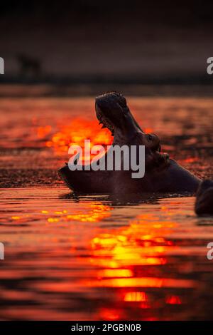Ein Hippopotamus, Hippopotamus Amphibius gähnt in der untergehenden Sonne im Mana Pools Nationalpark in Simbabwe Stockfoto