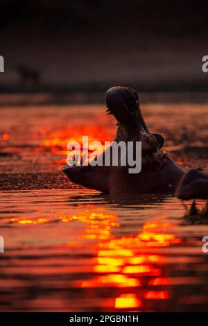 Ein Hippopotamus, Hippopotamus Amphibius gähnt in der untergehenden Sonne im Mana Pools Nationalpark in Simbabwe Stockfoto