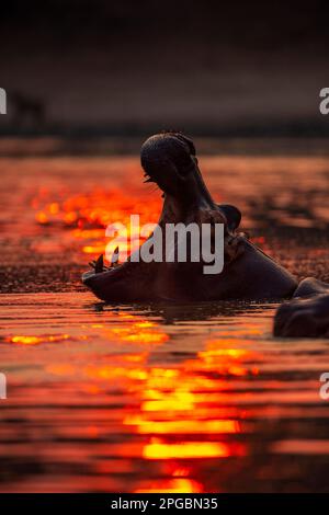 Ein Hippopotamus, Hippopotamus Amphibius gähnt in der untergehenden Sonne im Mana Pools Nationalpark in Simbabwe Stockfoto