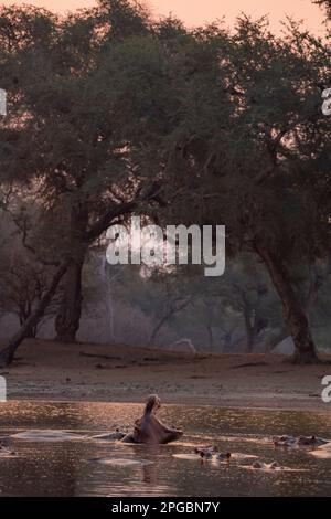 Ein Hippopotamus, Hippopotamus Amphibius gähnt in der untergehenden Sonne im Mana Pools Nationalpark in Simbabwe Stockfoto