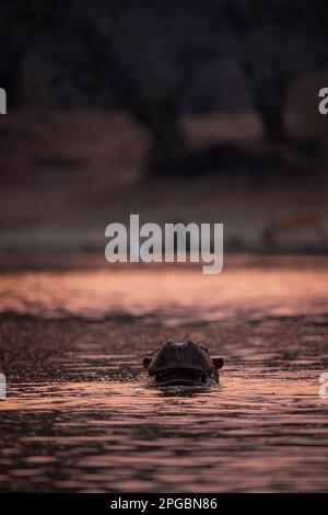 Ein Hippopotamus, Hippopotamus Amphibius gähnt in der untergehenden Sonne im Mana Pools Nationalpark in Simbabwe Stockfoto