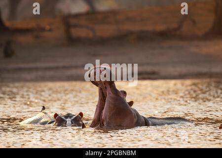 Ein Hippopotamus, Hippopotamus Amphibius gähnt in der untergehenden Sonne im Mana Pools Nationalpark in Simbabwe Stockfoto