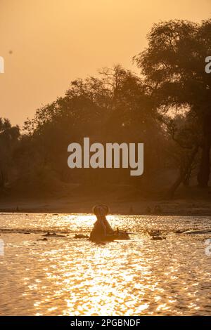 Ein Hippopotamus, Hippopotamus Amphibius gähnt in der untergehenden Sonne im Mana Pools Nationalpark in Simbabwe Stockfoto