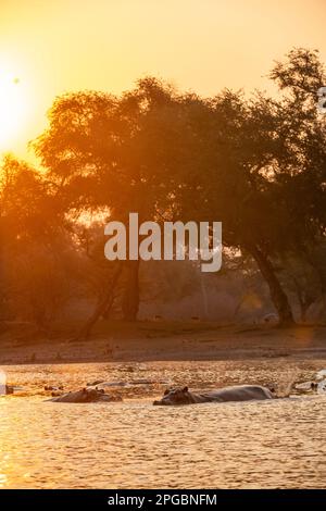 Ein Hippopotamus, Hippopotamus Amphibius gähnt in der untergehenden Sonne im Mana Pools Nationalpark in Simbabwe Stockfoto