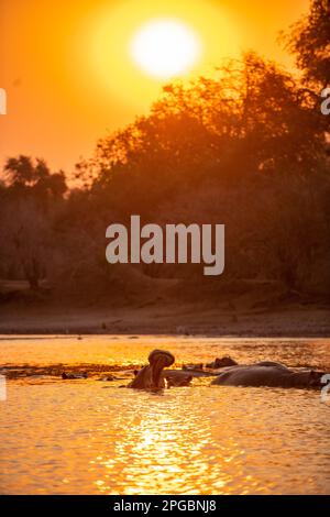 Ein Hippopotamus, Hippopotamus Amphibius gähnt in der untergehenden Sonne im Mana Pools Nationalpark in Simbabwe Stockfoto