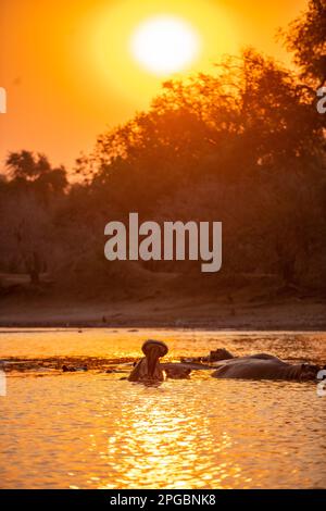 Ein Hippopotamus, Hippopotamus Amphibius gähnt in der untergehenden Sonne im Mana Pools Nationalpark in Simbabwe Stockfoto