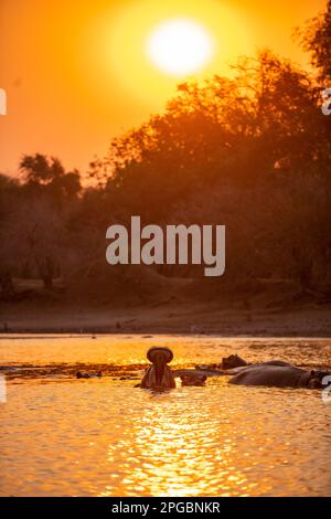 Ein Hippopotamus, Hippopotamus Amphibius gähnt in der untergehenden Sonne im Mana Pools Nationalpark in Simbabwe Stockfoto