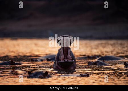 Ein Hippopotamus, Hippopotamus Amphibius gähnt in der untergehenden Sonne im Mana Pools Nationalpark in Simbabwe Stockfoto