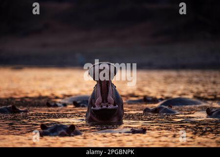 Ein Hippopotamus, Hippopotamus Amphibius gähnt in der untergehenden Sonne im Mana Pools Nationalpark in Simbabwe Stockfoto
