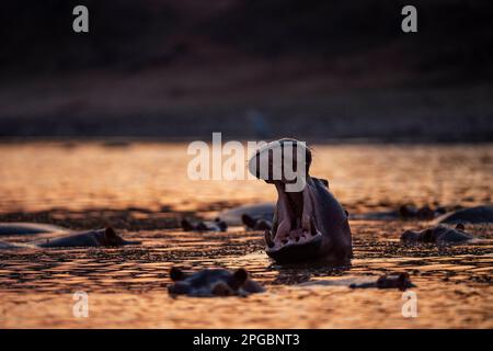 Ein Hippopotamus, Hippopotamus Amphibius gähnt in der untergehenden Sonne im Mana Pools Nationalpark in Simbabwe Stockfoto