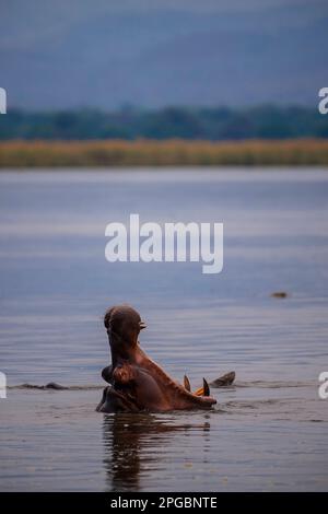 Ein großer Hippopotamus, Hippopotamus amphibius, gähnt im Zambezi-Fluss, Simbabwe. Stockfoto