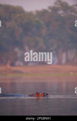 Ein Hippopotamus, Hippopotamus amphibius, kann man beim Sonnenuntergang auf Simbabwes Zambezi im Mana Pools National Park sehen. Stockfoto