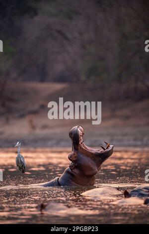 Ein Hippopotamus, Hippopotamus Amphibius gähnt in der untergehenden Sonne im Mana Pools Nationalpark in Simbabwe Stockfoto