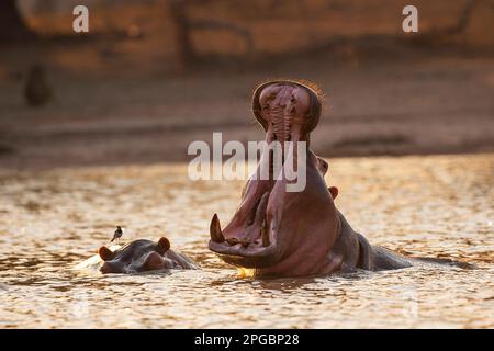 Ein Hippopotamus, Hippopotamus Amphibius gähnt in der untergehenden Sonne im Mana Pools Nationalpark in Simbabwe Stockfoto