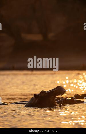 Ein Hippopotamus, Hippopotamus Amphibius gähnt in der untergehenden Sonne im Mana Pools Nationalpark in Simbabwe Stockfoto