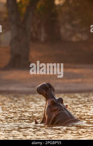 Ein Hippopotamus, Hippopotamus Amphibius gähnt in der untergehenden Sonne im Mana Pools Nationalpark in Simbabwe Stockfoto