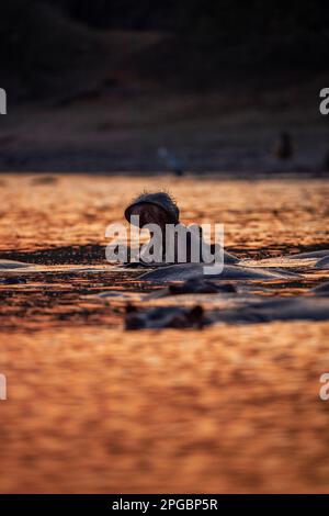 Ein Hippopotamus, Hippopotamus Amphibius gähnt in der untergehenden Sonne im Mana Pools Nationalpark in Simbabwe Stockfoto