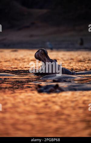 Ein Hippopotamus, Hippopotamus Amphibius gähnt in der untergehenden Sonne im Mana Pools Nationalpark in Simbabwe Stockfoto