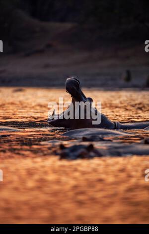 Ein Hippopotamus, Hippopotamus Amphibius gähnt in der untergehenden Sonne im Mana Pools Nationalpark in Simbabwe Stockfoto