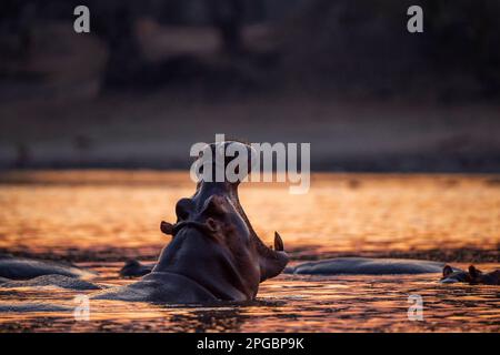 Ein Hippopotamus, Hippopotamus Amphibius gähnt in der untergehenden Sonne im Mana Pools Nationalpark in Simbabwe Stockfoto