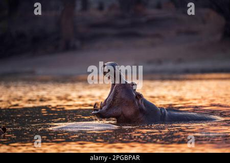 Ein Hippopotamus, Hippopotamus Amphibius gähnt in der untergehenden Sonne im Mana Pools Nationalpark in Simbabwe Stockfoto