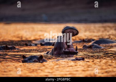 Ein Hippopotamus, Hippopotamus Amphibius gähnt in der untergehenden Sonne im Mana Pools Nationalpark in Simbabwe Stockfoto