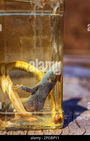 Alkoholisches Getränk, Tinktur mit einer Eidechse. Hausgemachter Alkohol unter Zusatz von Eidechse und Kräutern. Ein Trank mit Heilkräutern und einer Eidechse. Stockfoto