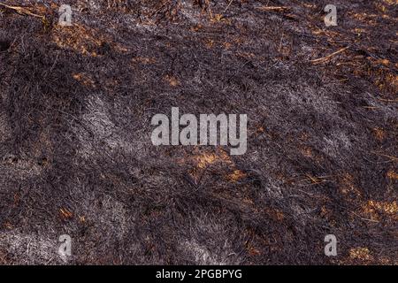 Verbrannter Waldboden mit Gras und Asche, Waldbrand Stockfoto