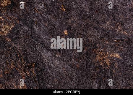 Verbrannter Waldboden mit Gras und Asche, Waldbrand Stockfoto