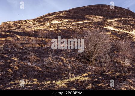 Verbrannter Waldboden mit Gras und Asche, Waldbrand Stockfoto