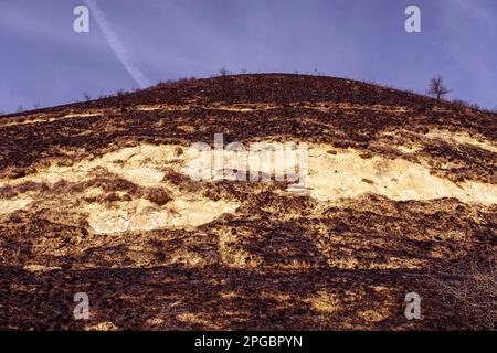 Verbrannter Waldboden mit Gras und Asche, Waldbrand Stockfoto