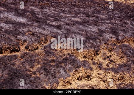 Verbrannter Waldboden mit Gras und Asche, Waldbrand Stockfoto