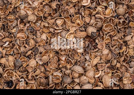 Zerkleinerte Walnussschalen auf altem Jute-Sack als Dünger für Pflanzen. Zersetzende Walnussschalen geben Nährstoffe wie Eisen ab. Zink, Kalium, Stockfoto