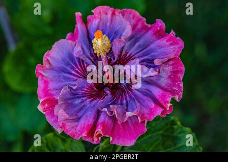 Farbenfrohes Pink Blue Maroon Dunkle Prinzessin Tropischer Hibiskus Blumengrüne Blätter Waikiki Oahu Hawaii Tropischer Hibiskus hat viele Sorten. Stockfoto