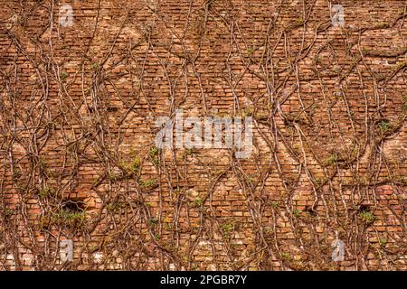 Alte rote Backsteinmauer mit Moos und Flechten Stockfoto