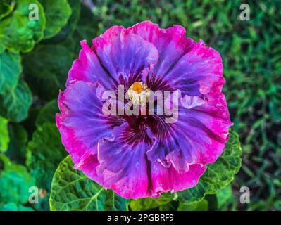 Farbenfrohes Pink Blue Maroon Dunkle Prinzessin Tropischer Hibiskus Blumengrüne Blätter Waikiki Oahu Hawaii Tropischer Hibiskus hat viele Sorten. Stockfoto