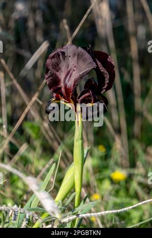 Lila schwarze Irisblüten schließen sich zwischen grünem Gras. Israel Stockfoto