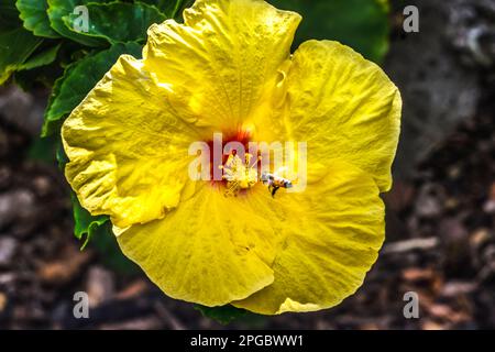 Bunte Honigbienen Gelb Rot Tropischer Hibiskus Blüten Grün Verlässt Waikiki Oahu Hawaii. Staatsblume Stockfoto