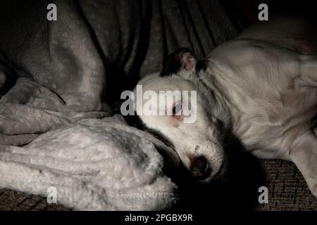 Ein schwarzweißer schlafender Hund liegt auf einem Bett in einem dunklen Raum, an ein Kissen gekuschelt Stockfoto