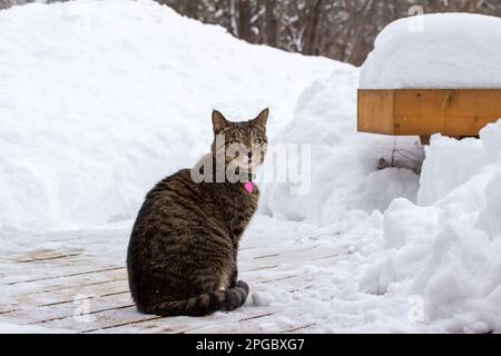 Nahaufnahme der Textur einer grauen Katze, die auf einer teilweise geschaufelten Holzterrasse sitzt, die von tiefem Schnee bedeckt ist und einem Schneesturm folgt Stockfoto