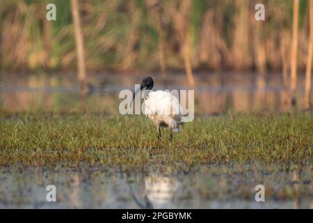 Schwarzkopf-Ibis-Vogel in den Sümpfen Stockfoto