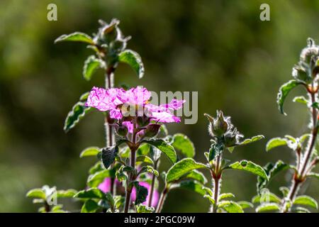 Rosa wilde Salvia Cistus-Blumen auf grünem, verschwommenem Hintergrund Stockfoto