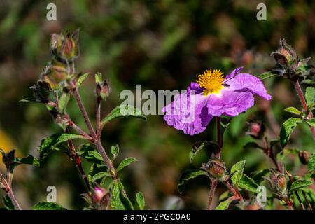 Rosa wilde Salvia Cistus-Blumen auf grünem, verschwommenem Hintergrund Stockfoto