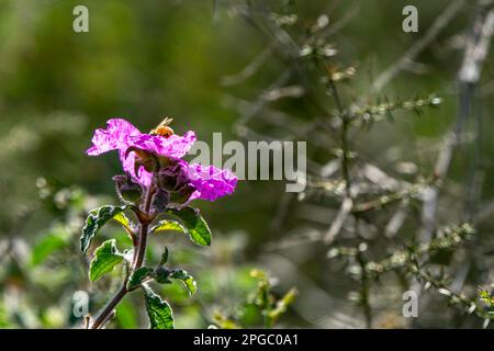 Rosa wilde Salvia Cistus-Blumen auf grünem, verschwommenem Hintergrund Stockfoto