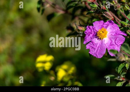 Rosa wilde Salvia Cistus-Blumen auf grünem, verschwommenem Hintergrund Stockfoto