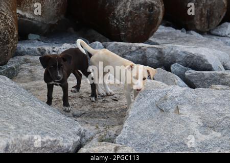 Weißes Hündchen und schwarzes Hündchen sehen aus Neugier in die Kamera Stockfoto