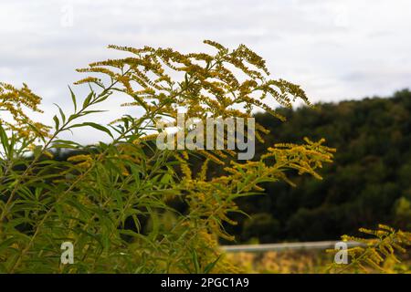 Gelbe Panikel von Solidago-Blumen im August. Solidago canadensis, auch bekannt als Kanadische Goldstange oder Kanadische Goldstange, ist eine mehrjährige krautige Pflanze Stockfoto